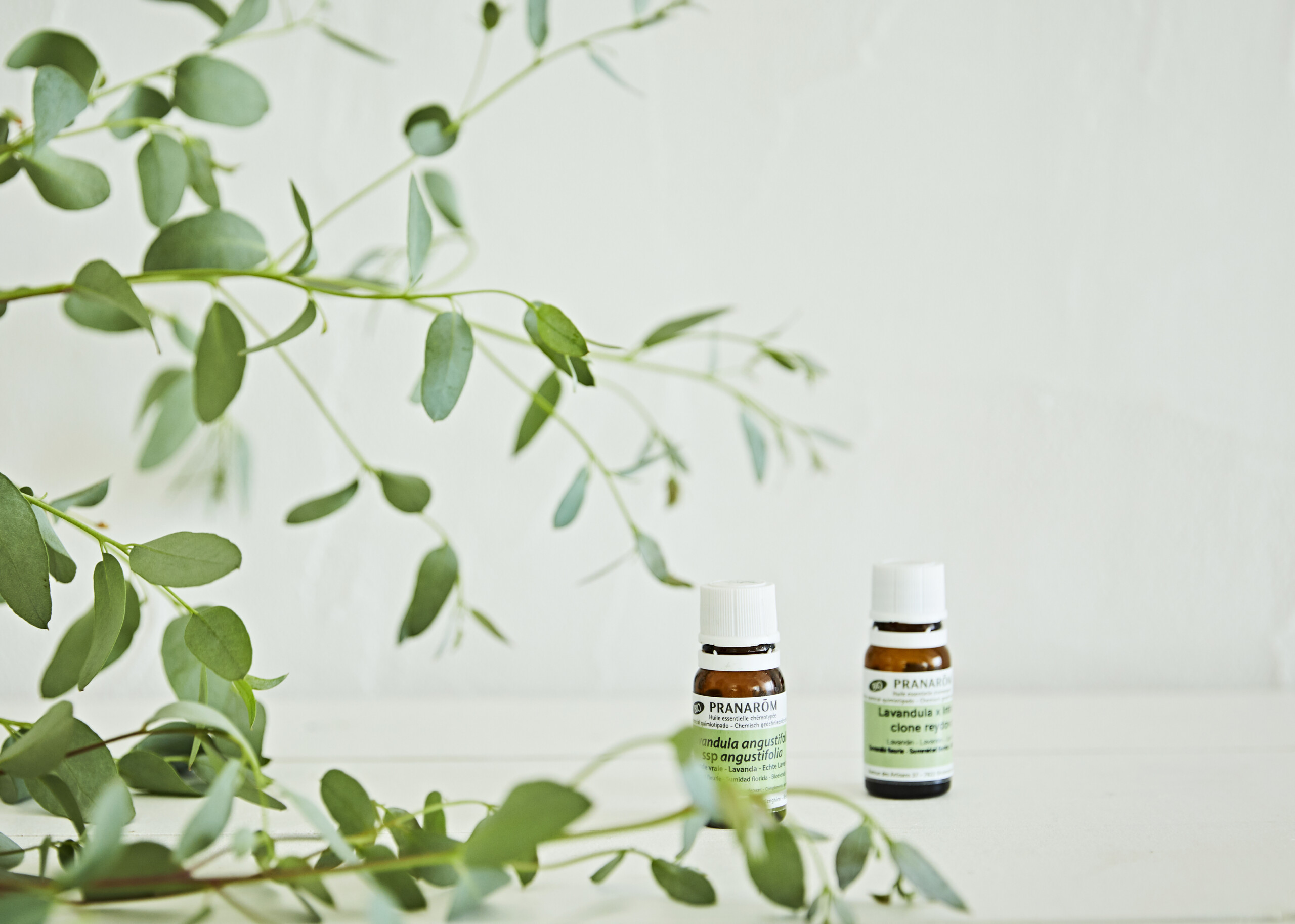 Jepunジェプン Jepunジェプン